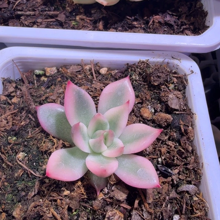 胭脂扣锦多肉植物