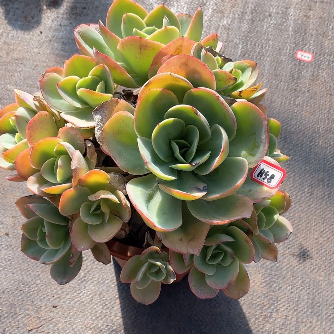 1158骑兵 一物一拍多肉