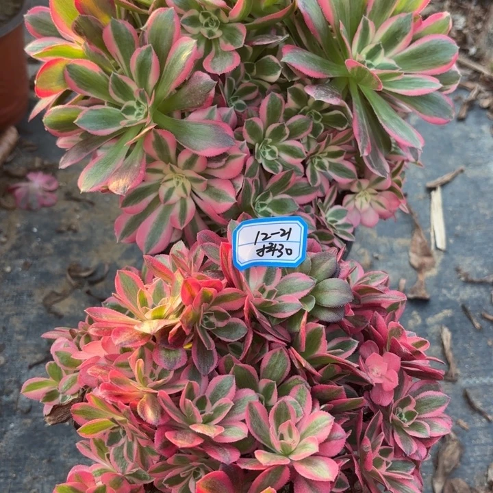 两颗有砍母本不包损30