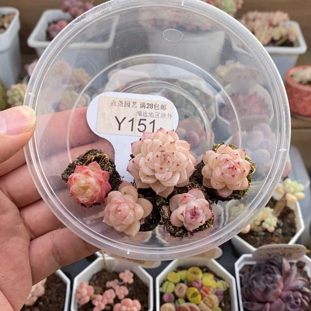 深****舞0151麦秆×5颗 1.5-3厘米