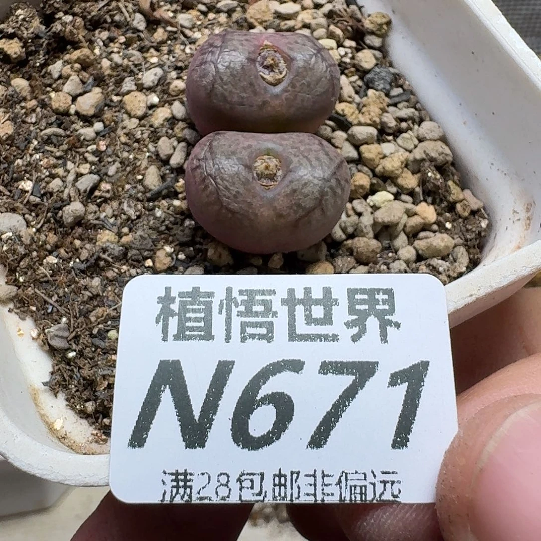 多肉植物的人生gbh