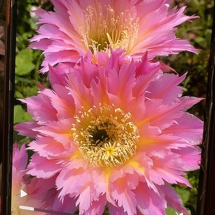 紫薇星侧芽5公分左右毛花柱