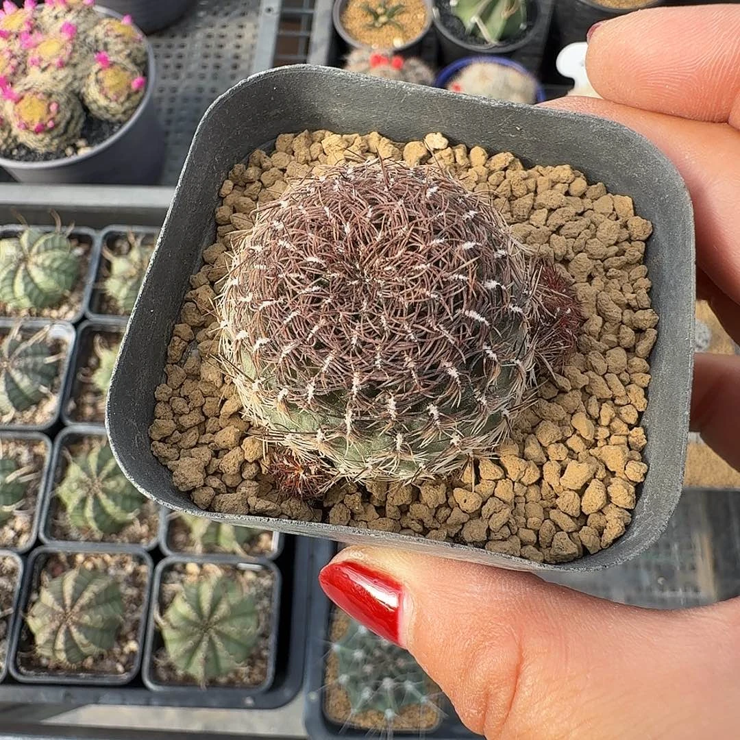 马洛恩尼群生脱土发货