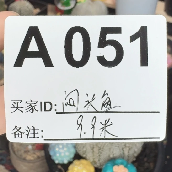 闷***鱼福利实生仙人球螺旋