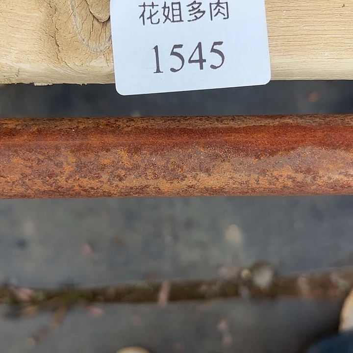 老***51545杏美人一颗888888855