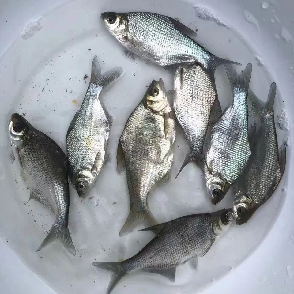 淡水三角鲂鱼武昌鱼 宠物水族