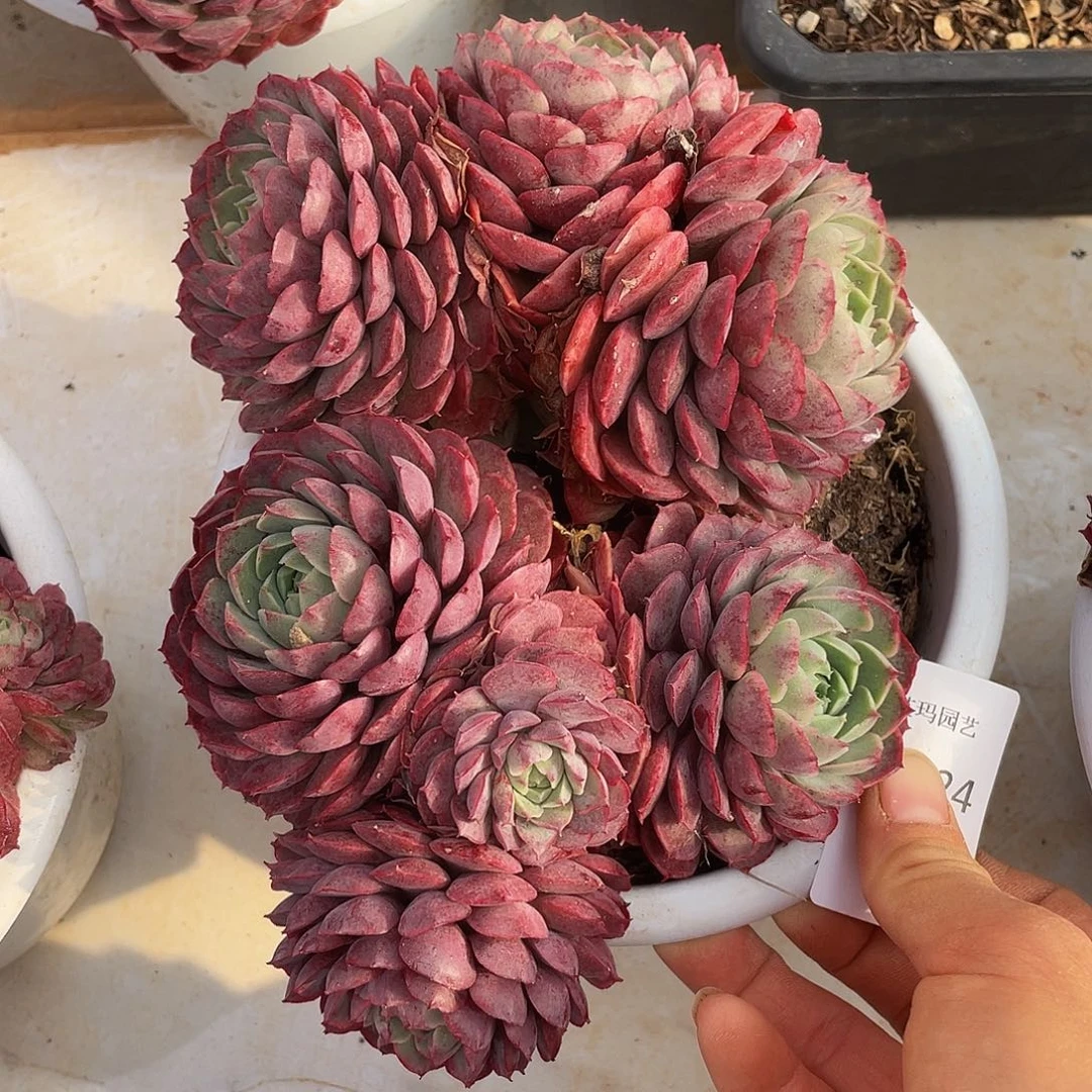 朱砂痣024 的人多肉多肉