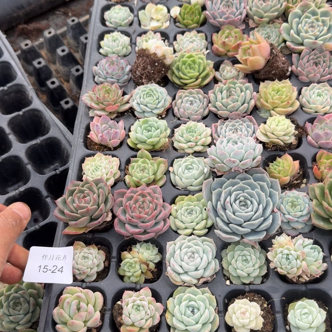 凸起月影杂交一盘量拍15-24穴盘左八