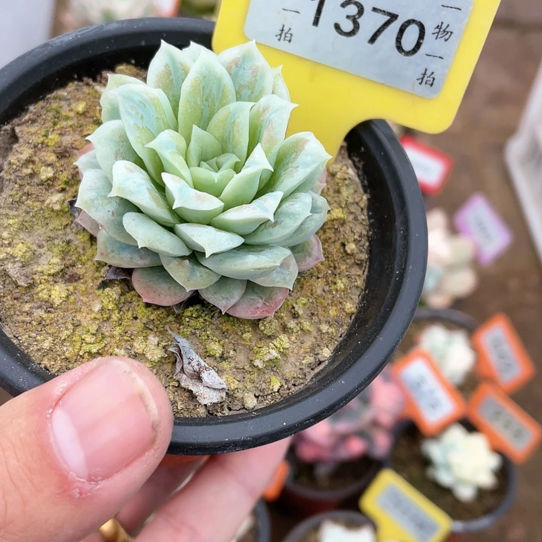 【闪购商品】1370号