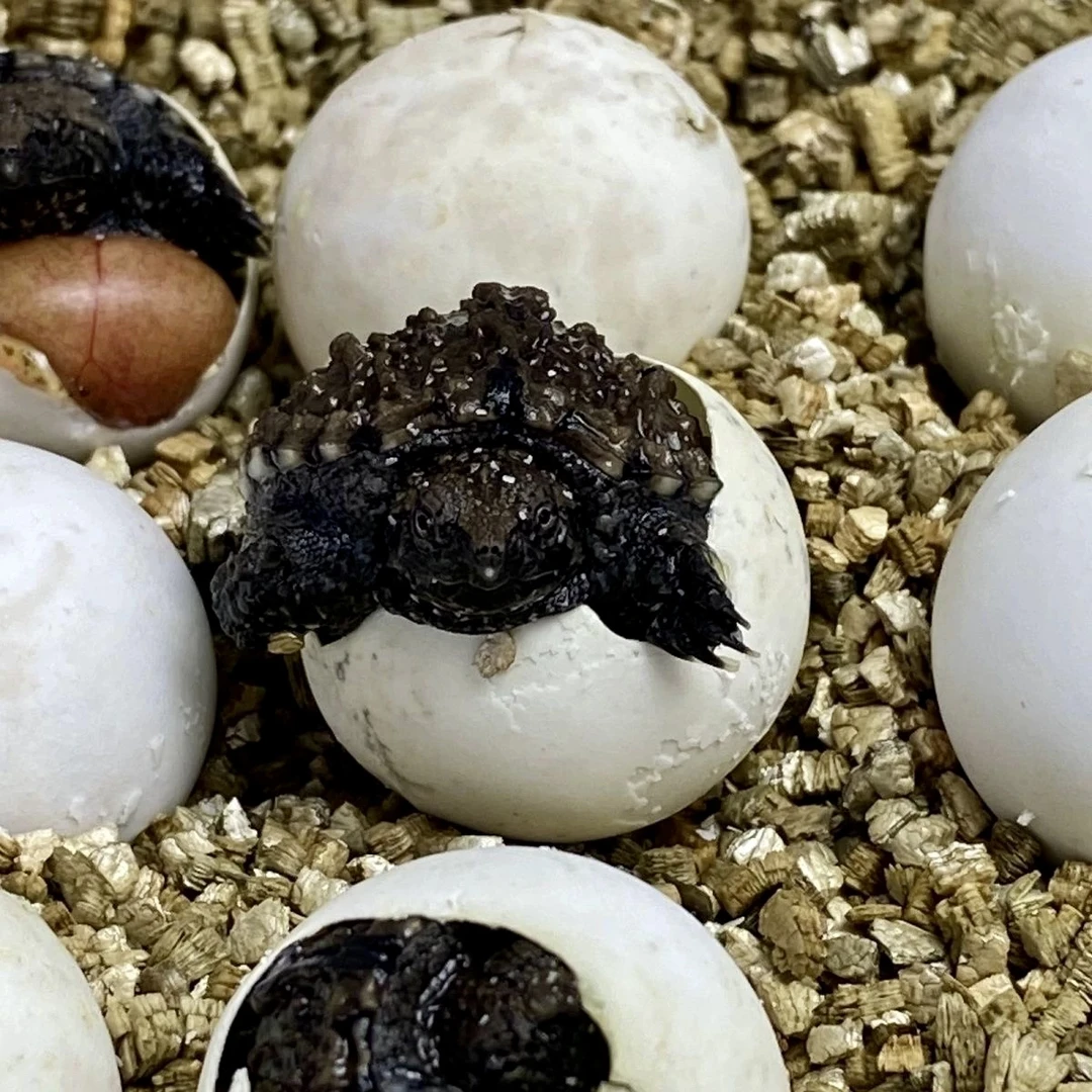 【直播开蛋】纯佛鳄龟爆刺纯正原种霸气幼苗活体宠物观赏宠物龟