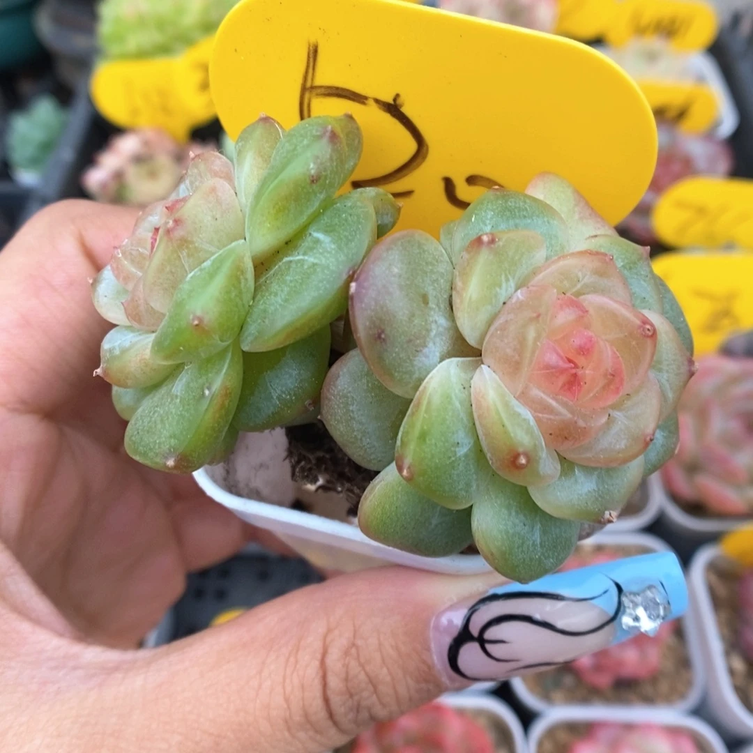 荔枝甜心可拍520号。