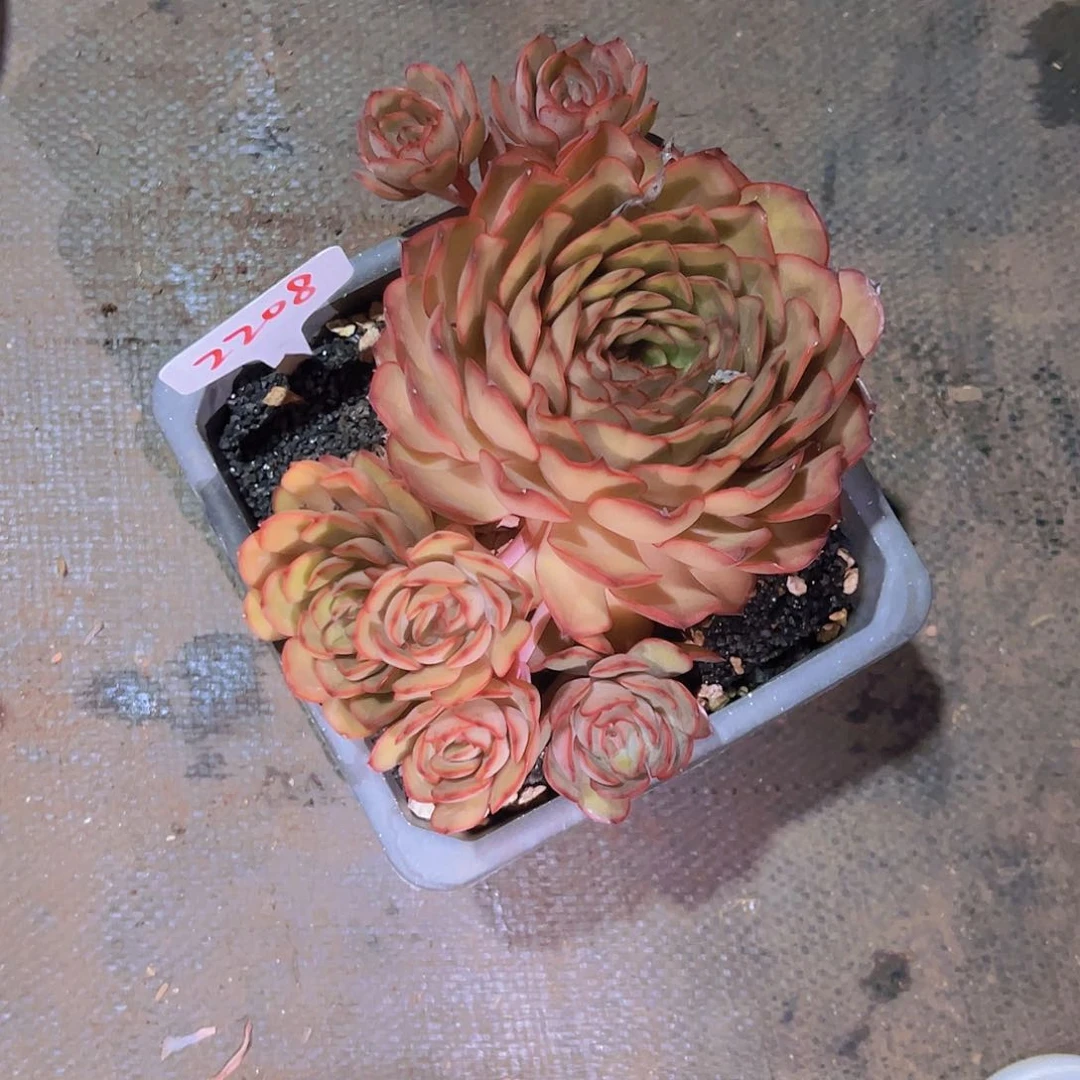 星*谷2208大脑袋50。。。