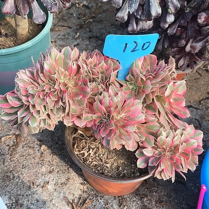 120 一颗女神zhuihua法师