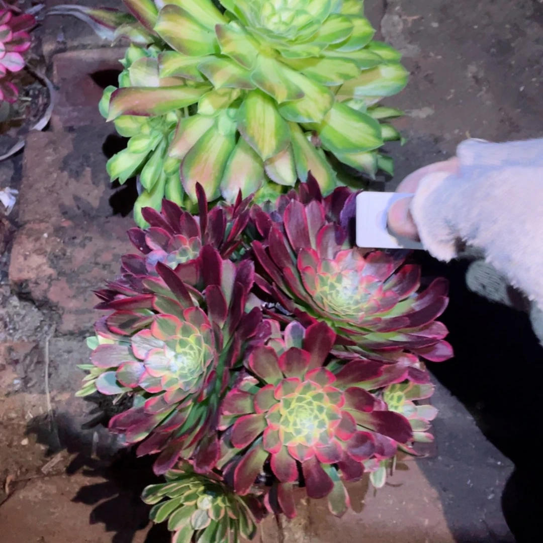 多肉植物组合2颗050