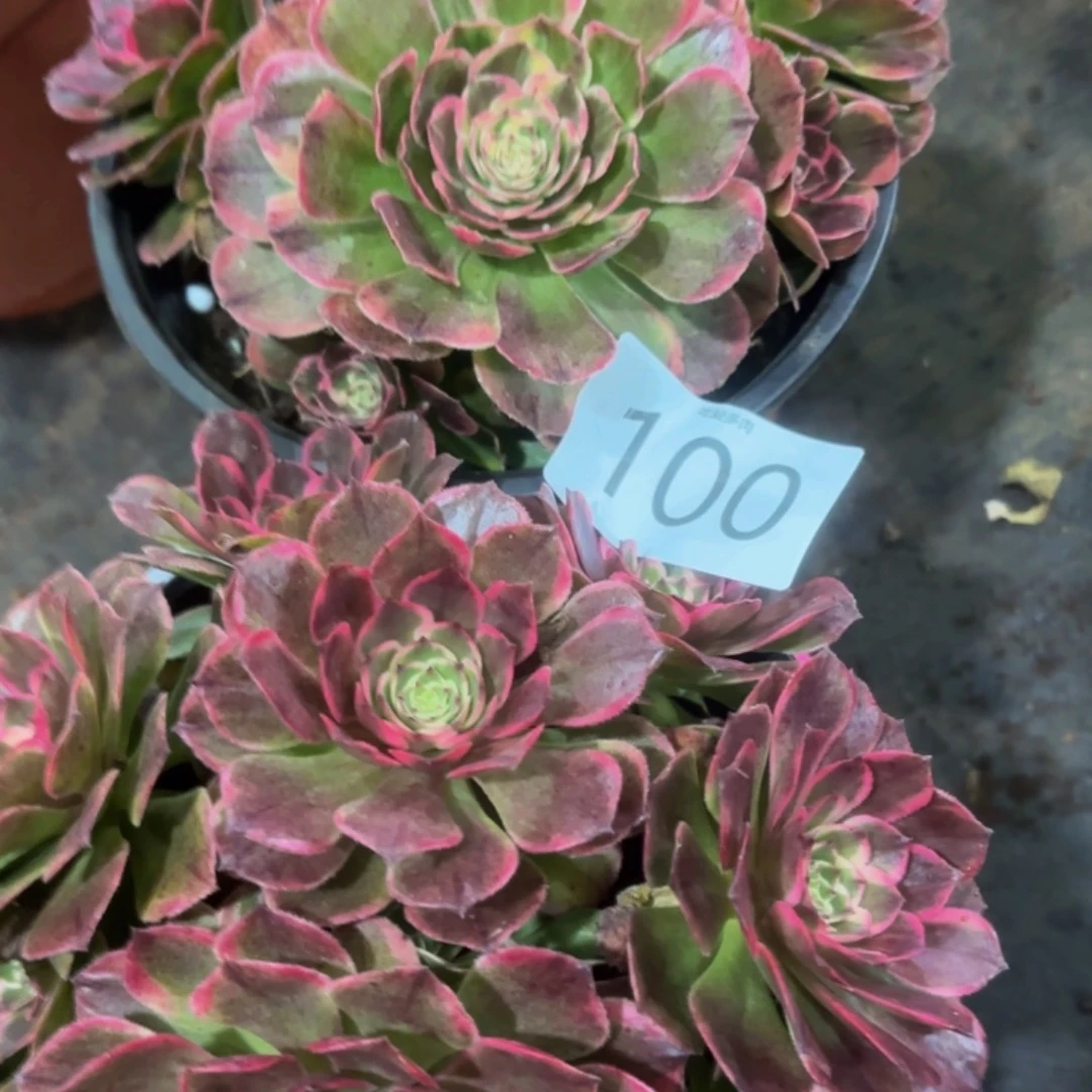 哈哈多肉葡萄福利来100