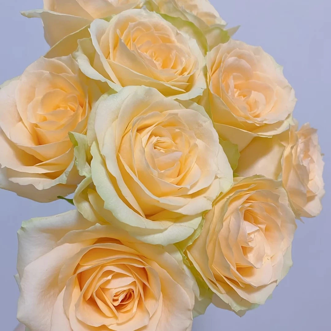 【花小驿】[香槟玫瑰]拍两单升级顺丰/家用鲜花直播间现场直播卖花