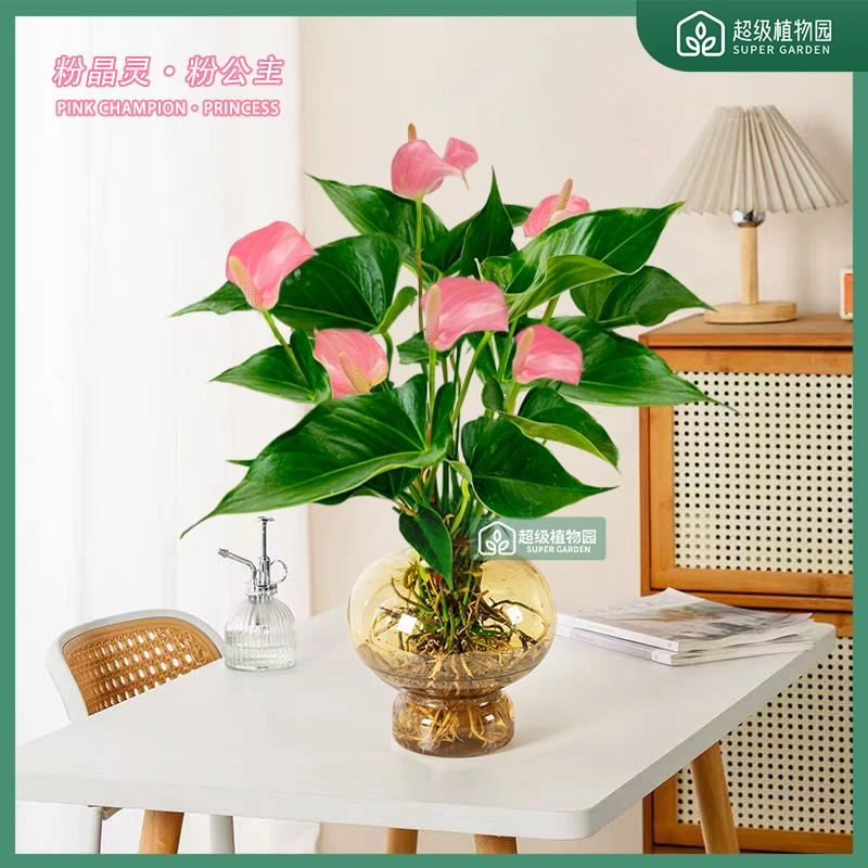 【带花发货】粉掌水培花卉绿植四季开花植物客厅吸甲醛室内绿植盆栽