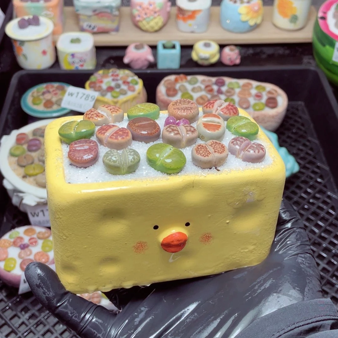 w1797--带盆土发货，零下地区拍保温箱