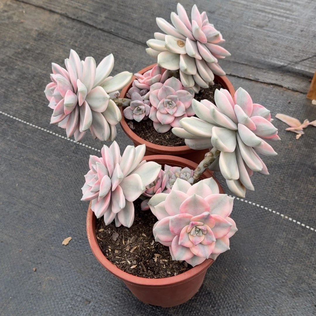 花****紫乐锦两颗锦上园艺一物一拍