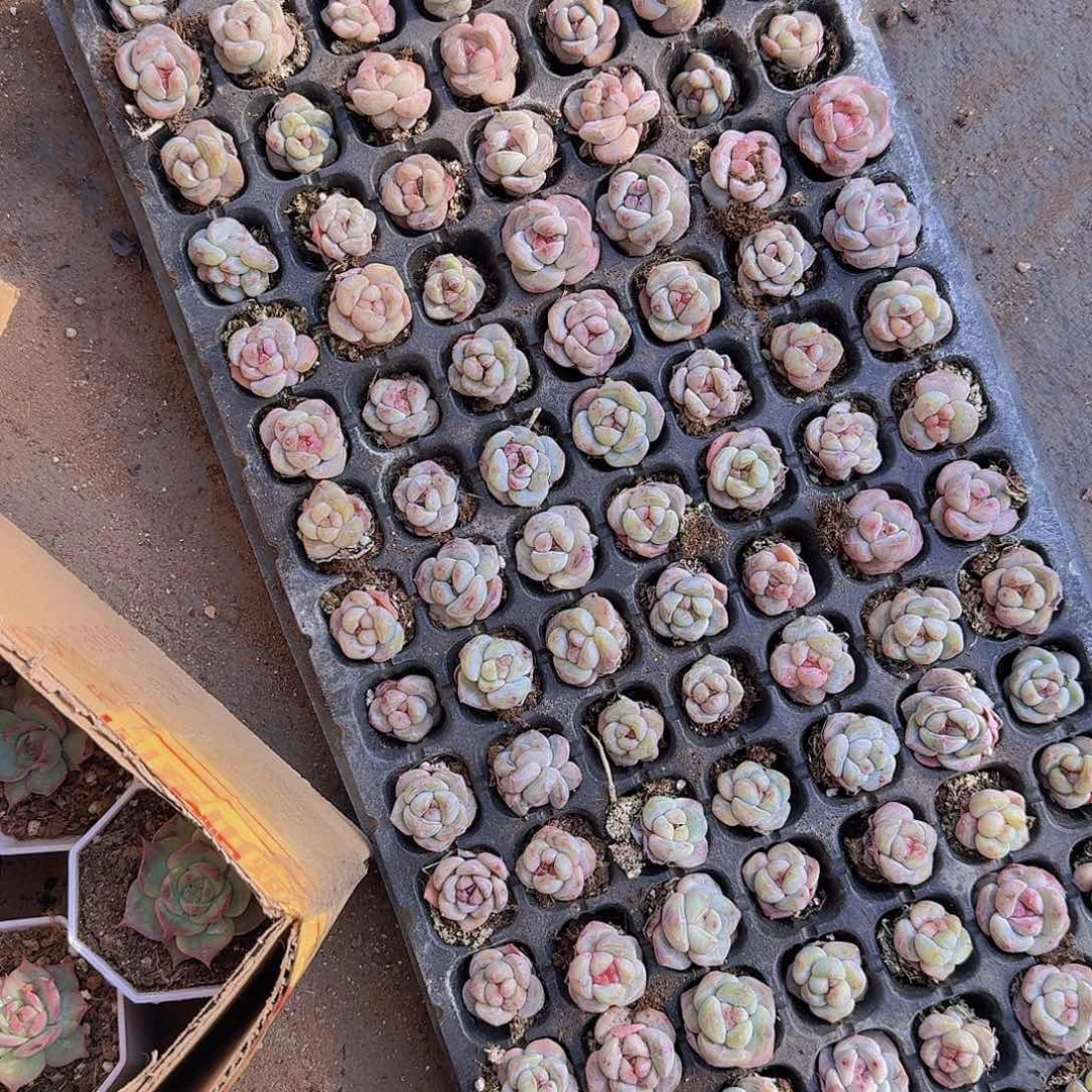 石头蛋星影105颗带拖地