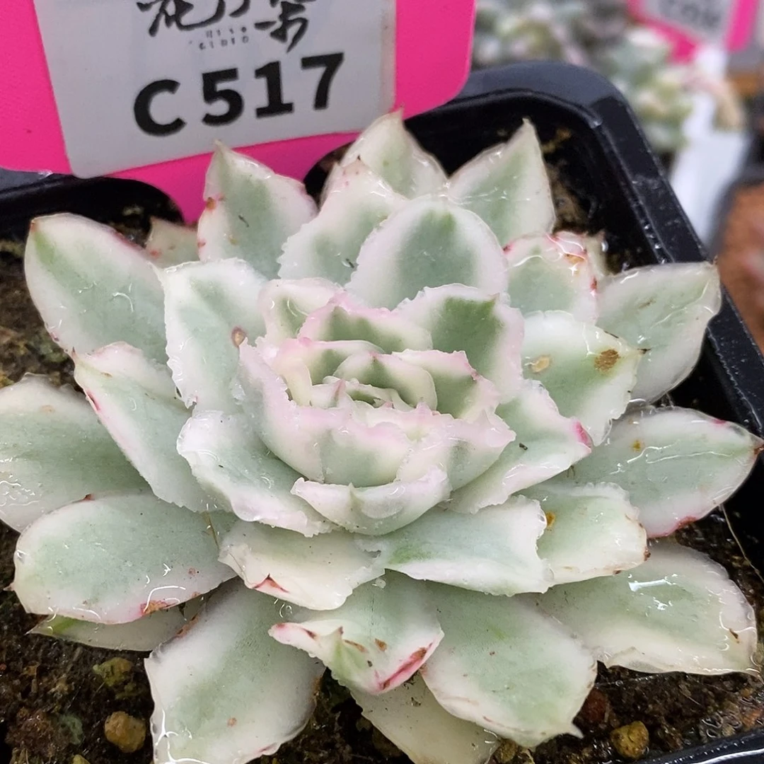 517紫蝴蝶哈哈哈哈哈