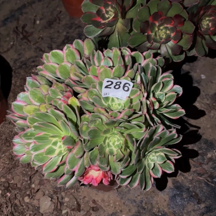 286海仙多肉植物不售后