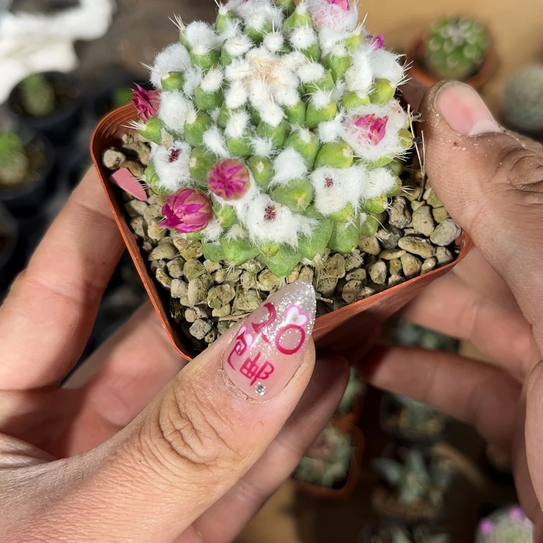 精选雪糕带花苞发货