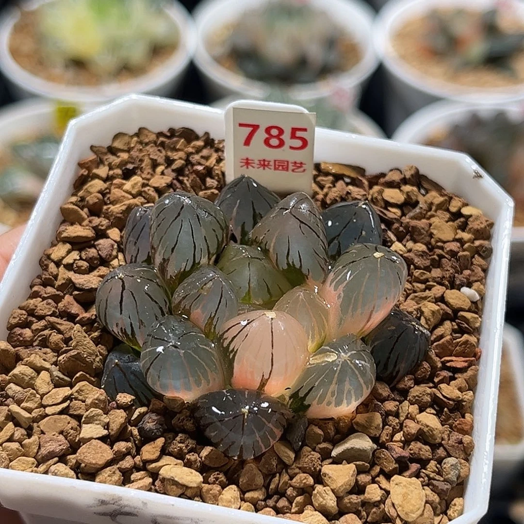 785龙爪玉露锦福利福利