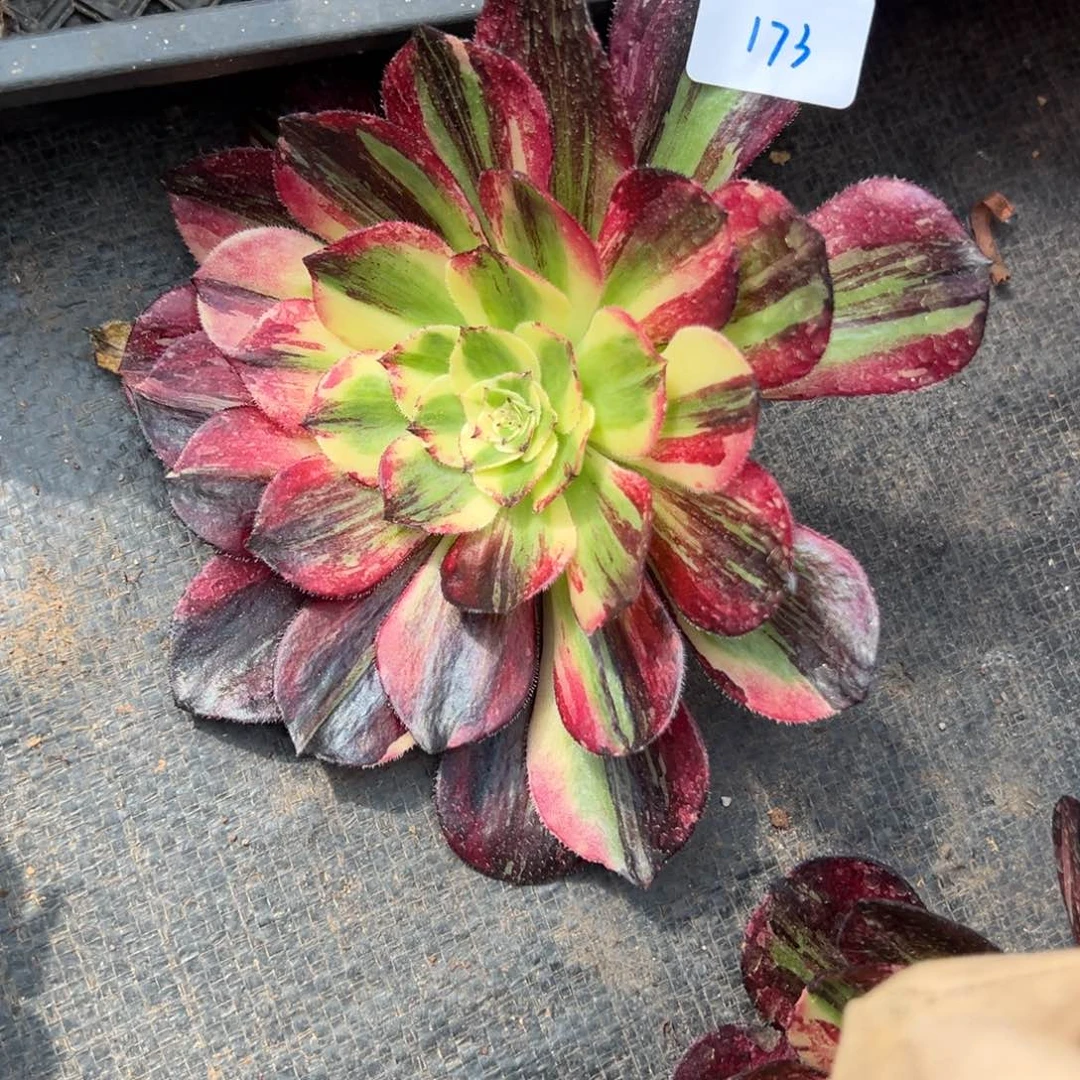 173伯爵无根多肉嘻嘻嘻