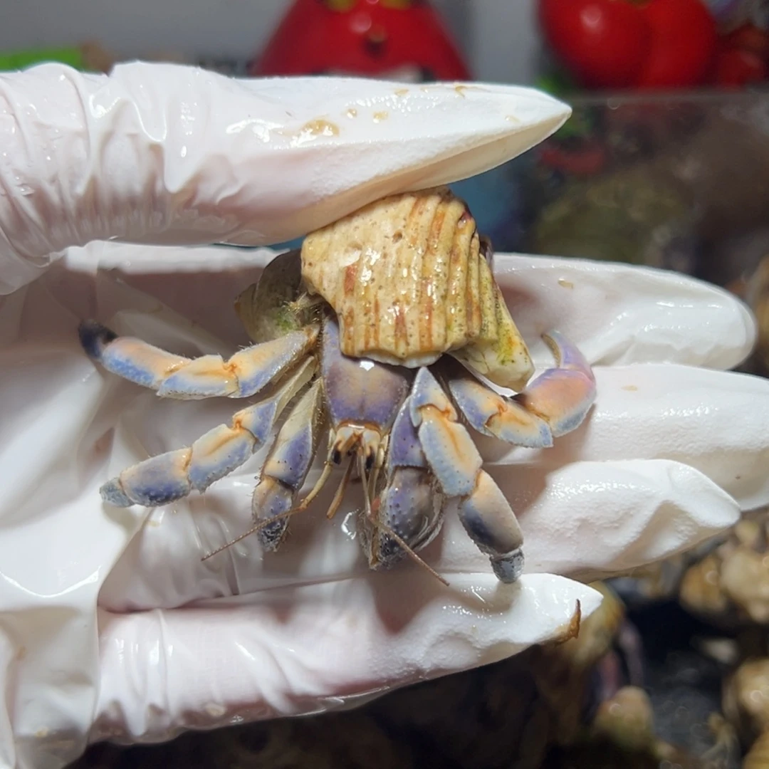 蓝橘粉紫陆口径2.4口