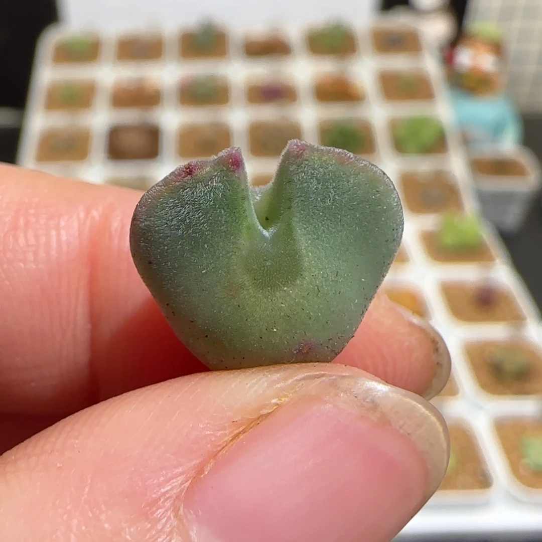 肉锥多肉植物组合-ap空蝉739