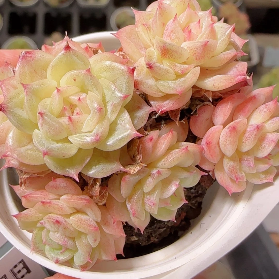 花语逸镜1107-193散