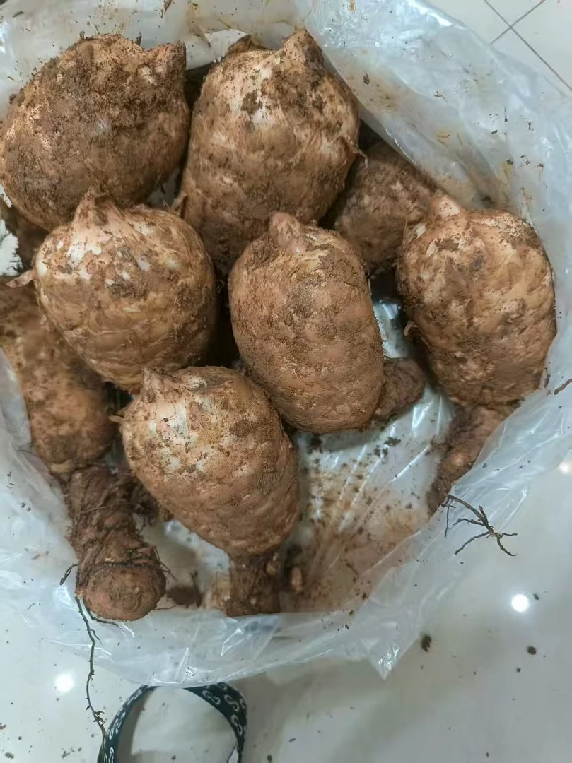 正宗三年采收【新鲜天麻】云南湿天麻彝良活天麻小草坝生天麻野外