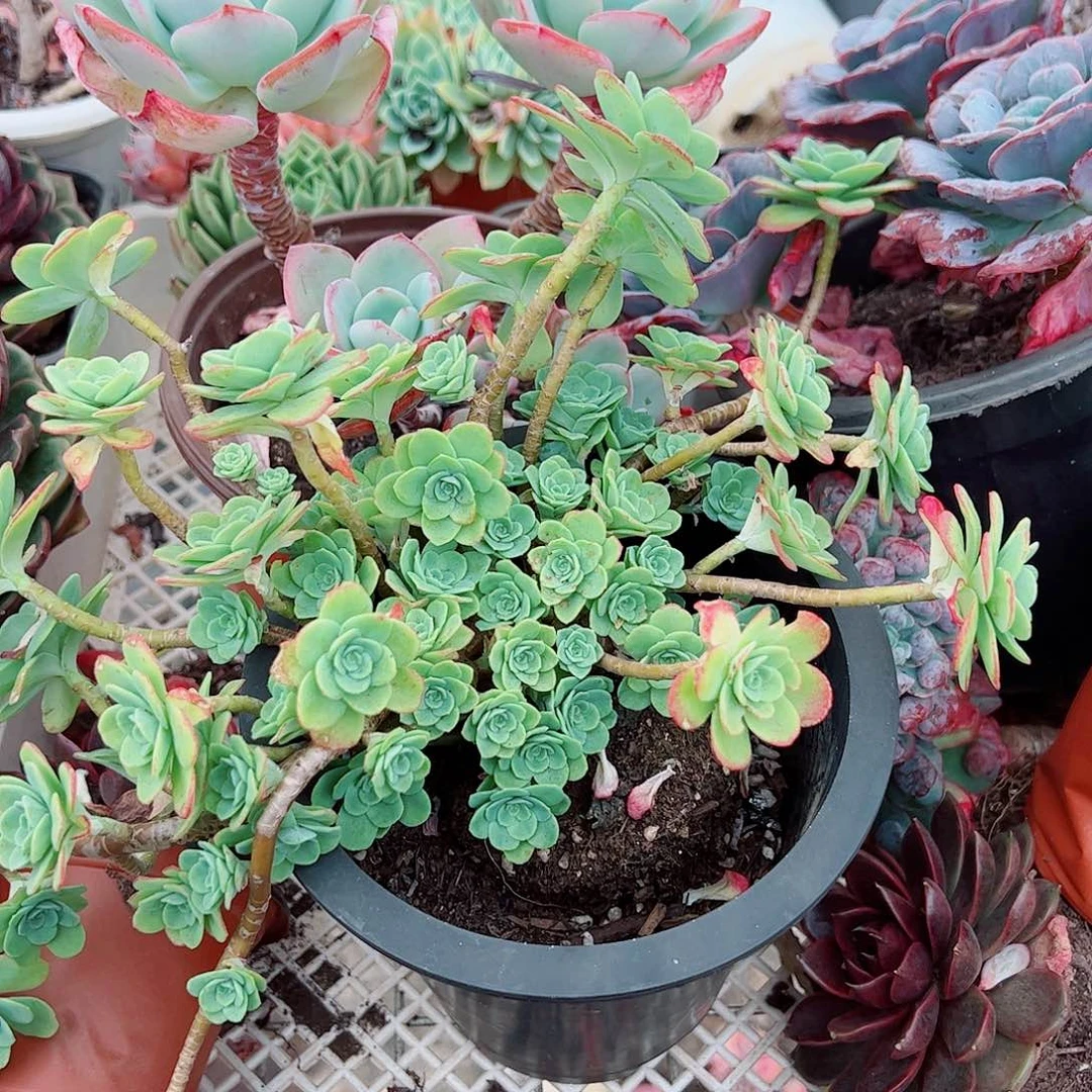 薄化妆多头造型精品特价