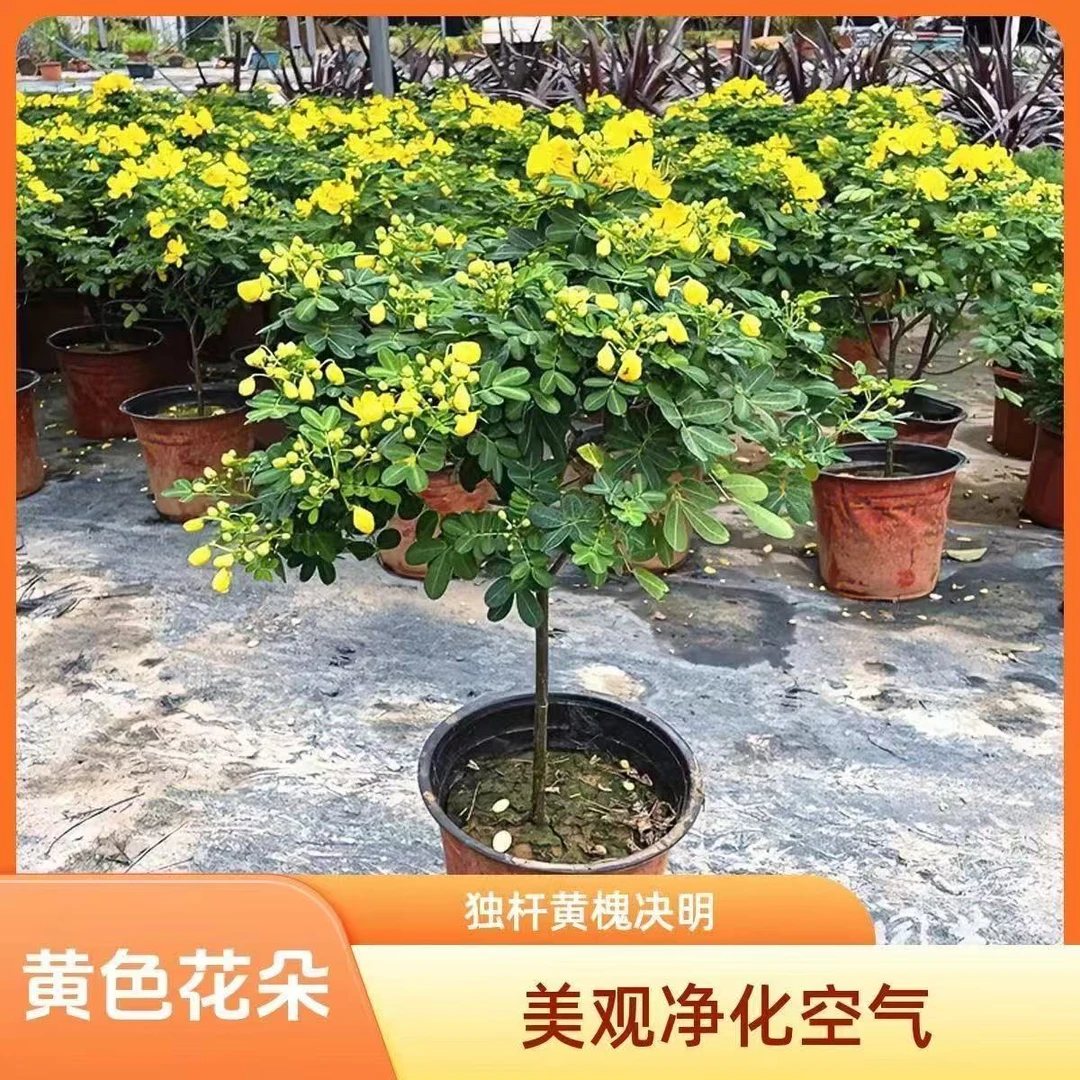 黄金梅黄金树盆栽多年生花卉带花苞发货室内外庭院耐寒木本植物