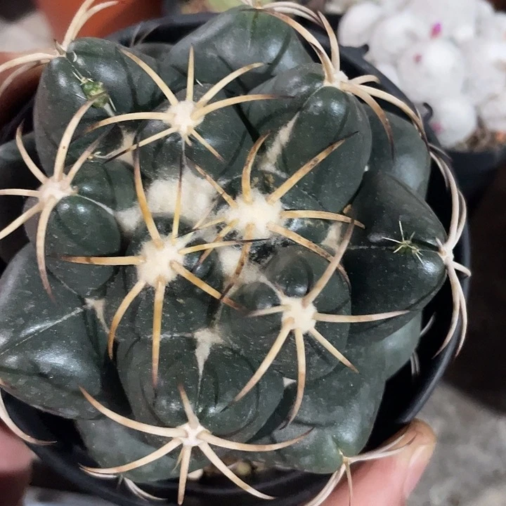 实生大尤安宅象福利