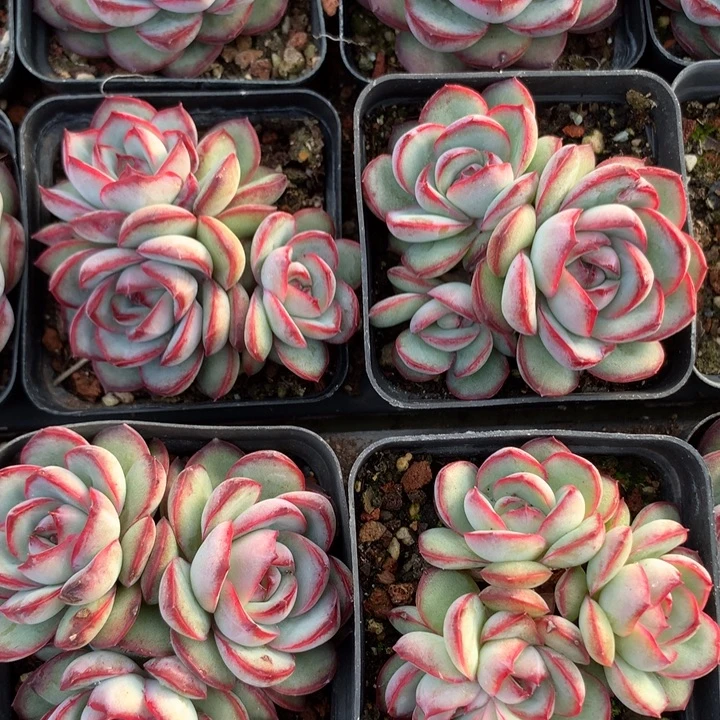 大白兔三头起量拍