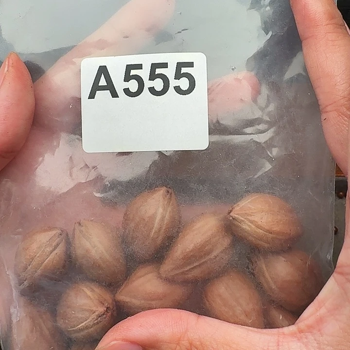 手串/手链橄榄核橄榄