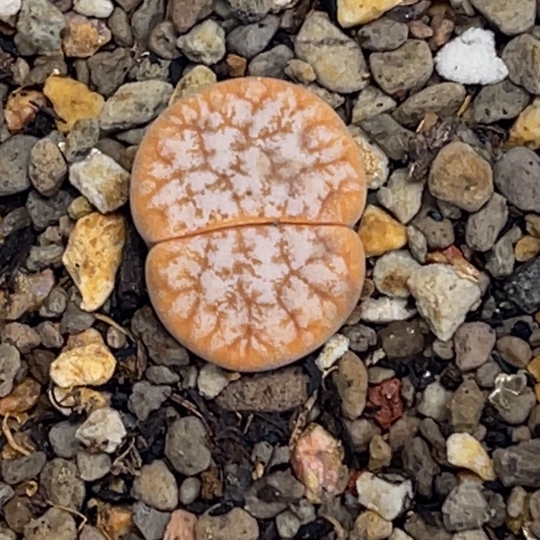 3049拿铁岛田1尺寸1.7