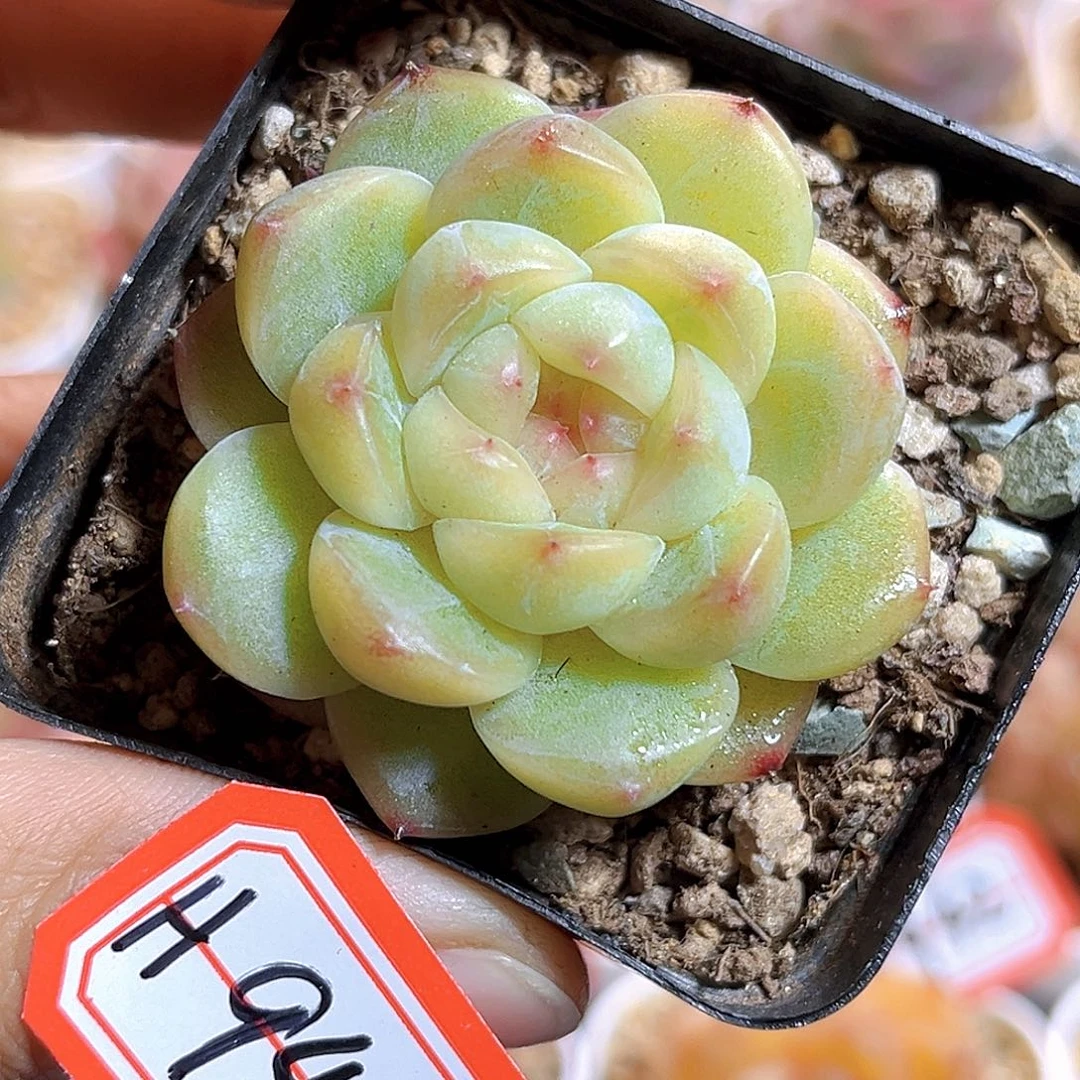 H944  黄财 满18包邮