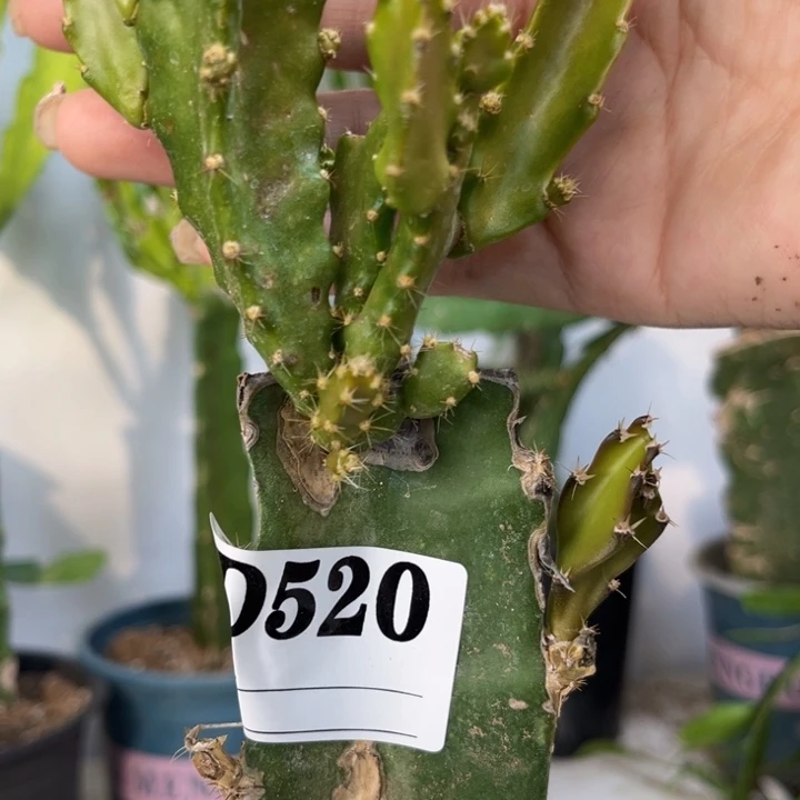 当前无花栽培后可以开花520