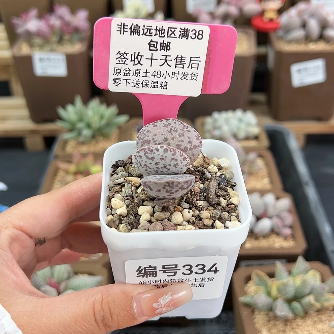 334巨型花蛋多肉植物