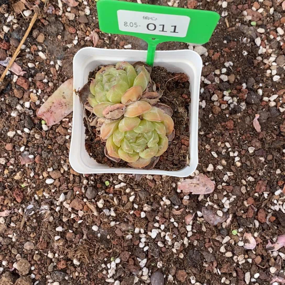 星***漠805011多肉白恋双头