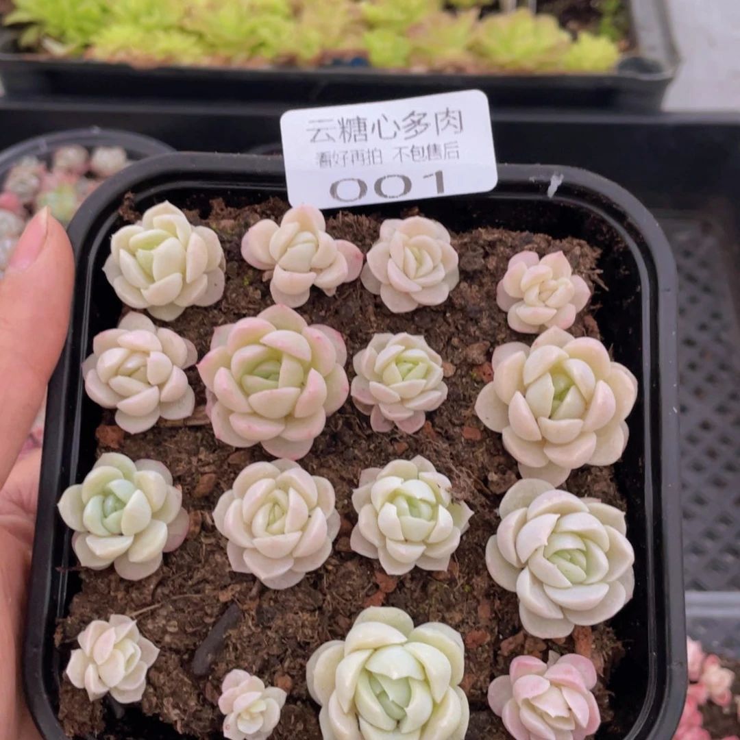 云糖心多肉植物001