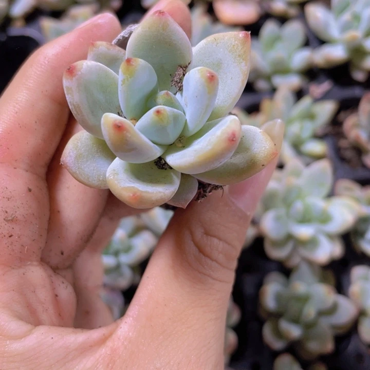 12号精品星星雪2米3颗