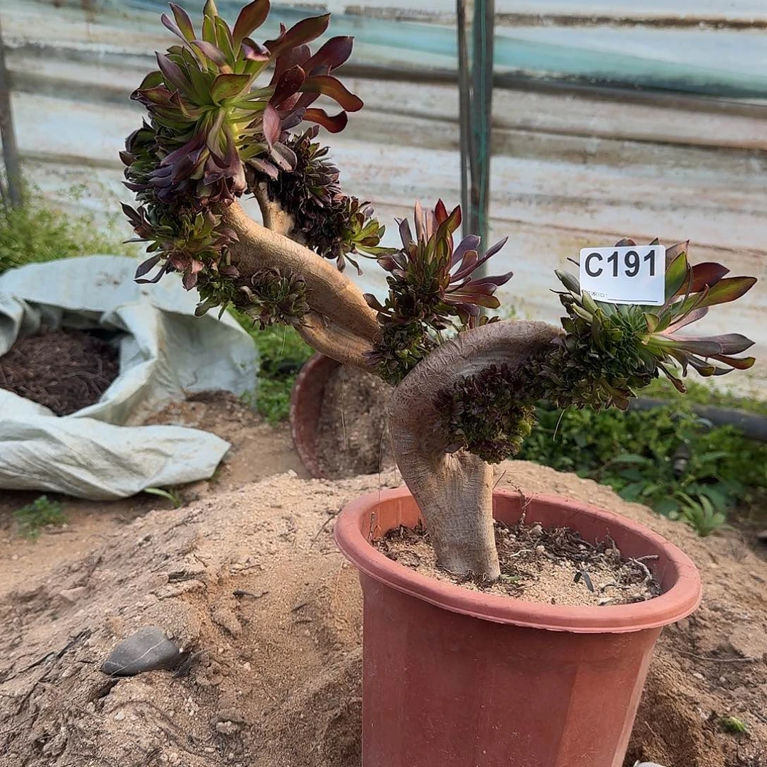 191黑法师一颗微瑕呀