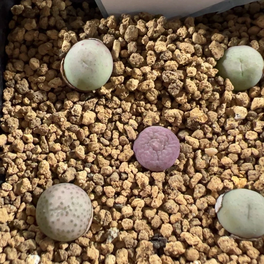 11-31肉锥多肉植物