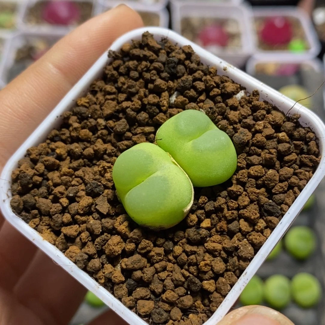 拉登双头1.6/1.7cm多肉