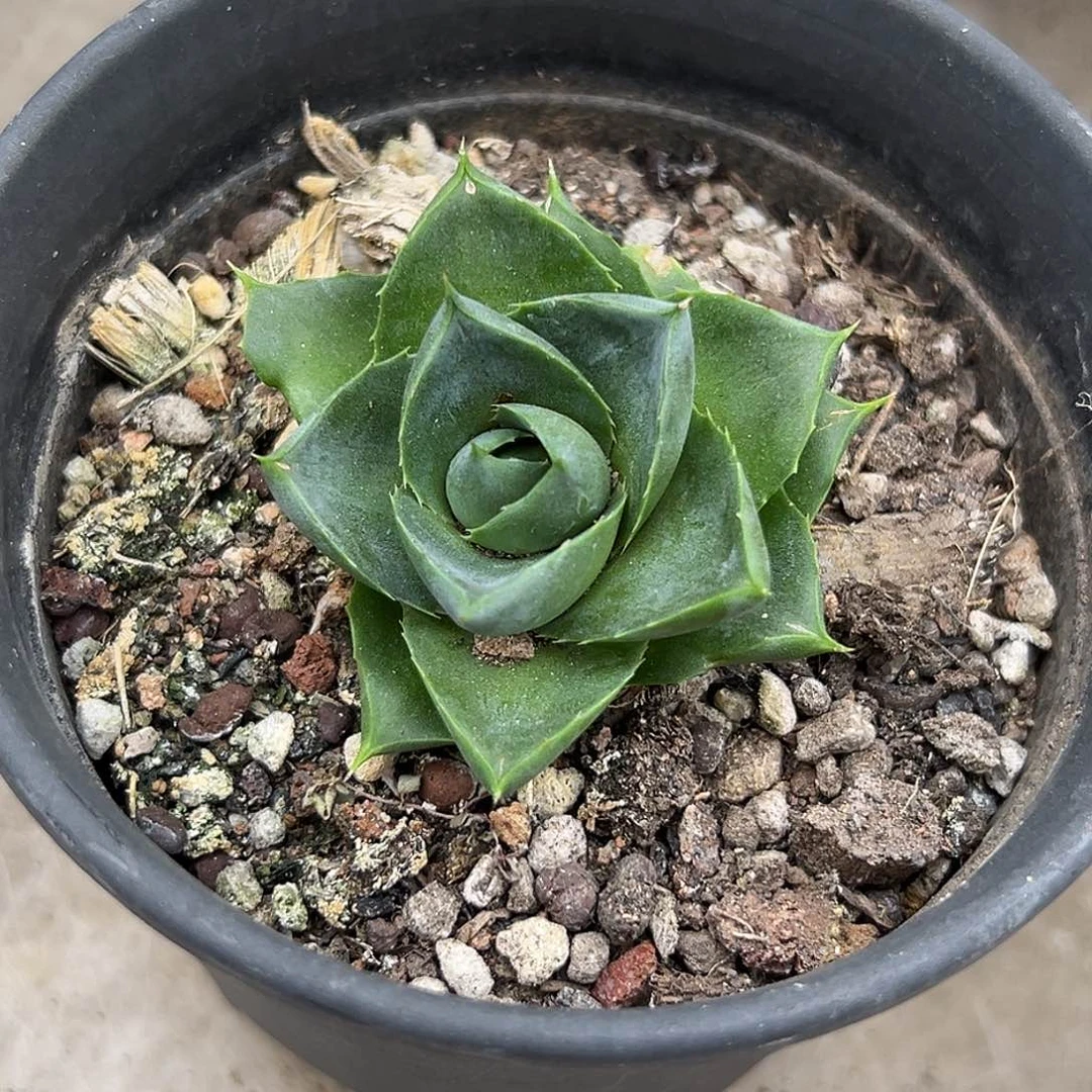 小精灵一物一拍偏远不包邮不退不换