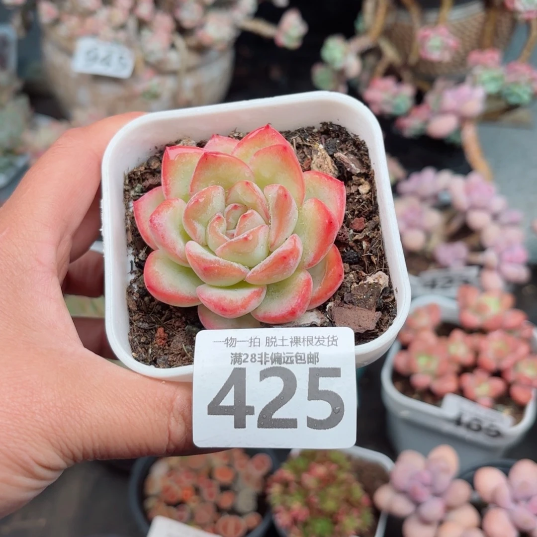 泡芙单头无盆土发货
